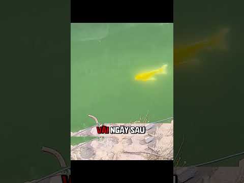 Phép Màu Của Lòng Nhân Ái: Chú Cá Chép "Báo Ân".