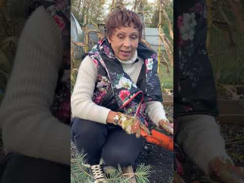 Сажать ТОМАТЫ под зиму? Это как?  #семена #томаты #садогород #семенатоматпомидор #помидоры