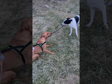 Dog fight😐#pets#dogfight#dogpark#dogplaying#dogshort#dogsofyoutube