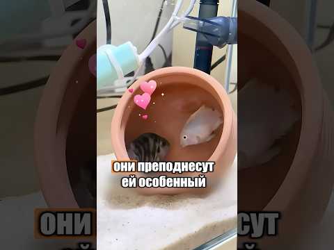 Подарила двух рыбок с сюрпризом 🐟 🎁 #животные #милыеживотные