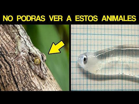 Animales invisibles y Transparentes que NUNCA habías visto