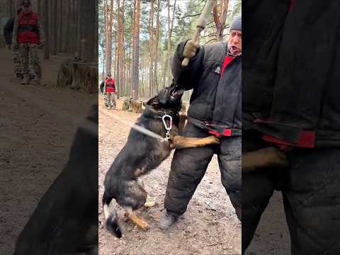 🔥Cool Dagmer! #DOGTRAININGNG German Shepherd Training ARES Ukraine 2025