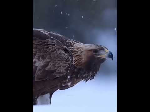 Why Does The Raven Annoy The Eagle/#shorts