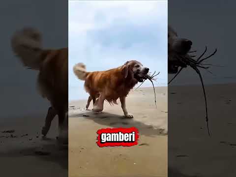 Questo cane è andato a pescare da solo per il suo padrone🥹❤️