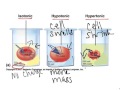 Cell Transport and Solutions Effects