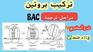 تركيب بروتين🍖حصة4: مراحل ترجمة😉اقرأ أو استمتع😎