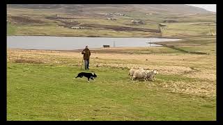 Viking Stig - Sheepdog at work in Shetland