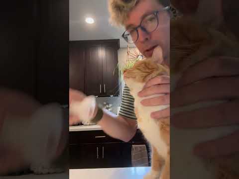 ๐พ Giving my cat her inhaler and keeping those purrs coming. ๐ฌ๏ธ๐ #CatHealth #InhalerHeroes