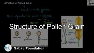 Structure of Pollen Grain