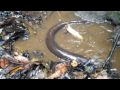feeding electric eels near Tahuayo Lodge in the Amazon Jungle