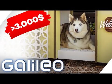 Diese Hundehütten sind der pure Luxus! | Galileo | ProSieben