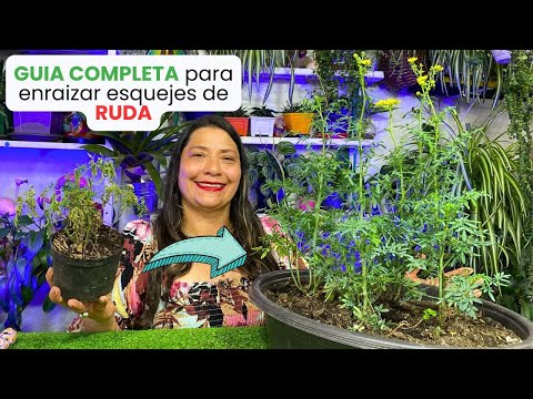 Como enraizar ESQUEJES de RUDA y Como cultivarla en CASA FACILEMENTE