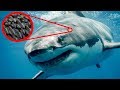 Exploring the Most Bizarre Microscopic Discoveries