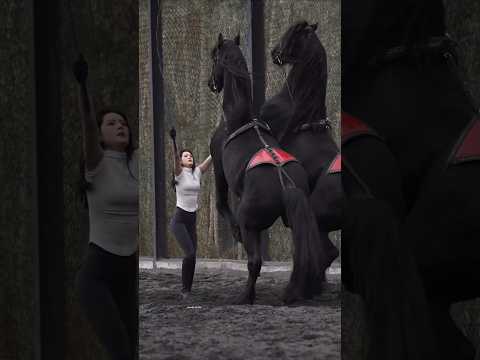 देखो Cow Boys का कमाल 😱-How Cowboy Catch Horse-4129C1