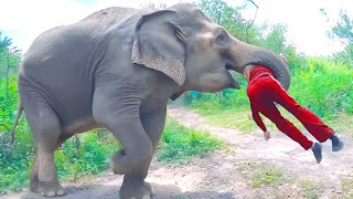 6 Most DISTURBING Animal Attacks In Yellowstone National Park History...
