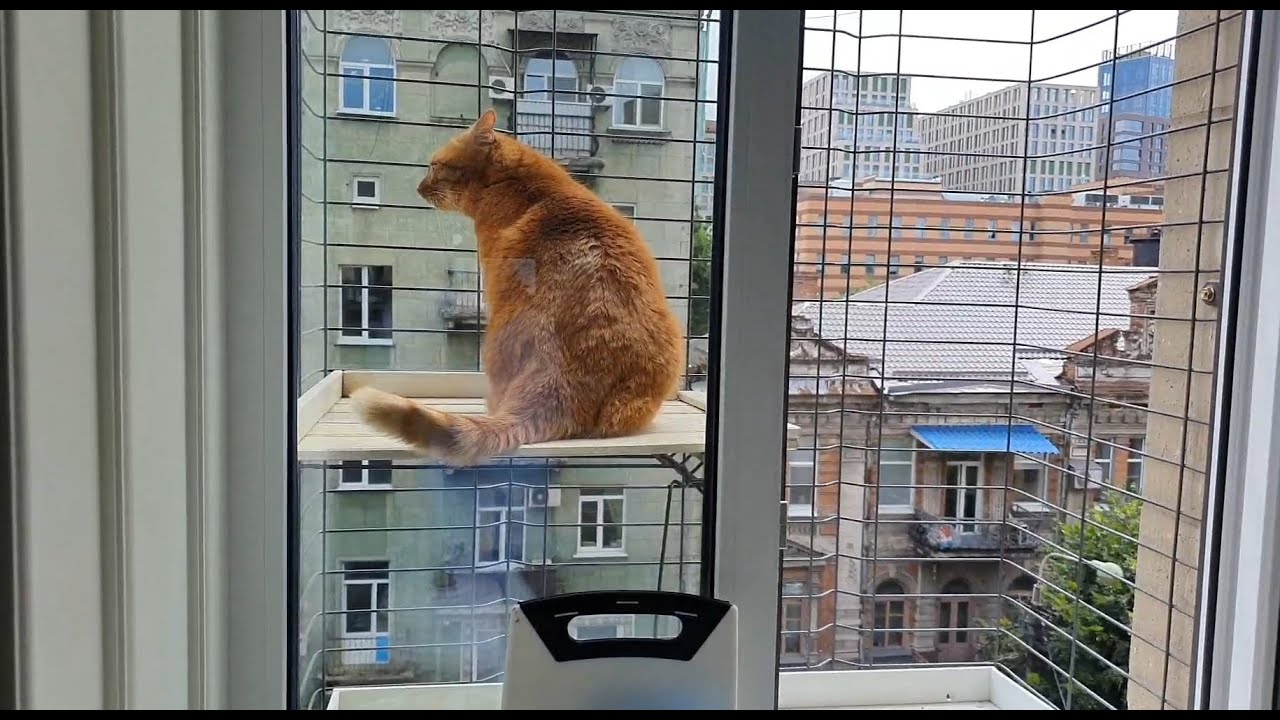 Томас вышел на улицу в Клетку. Скучает за Колей