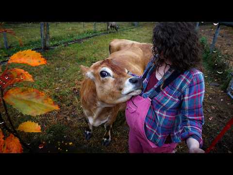 Come Milk a Cow With Me on a Stormy Fall Day - FARM ASMR