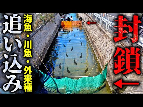 海魚・川魚・外来種を一気に追い込め！一網打尽大作戦！