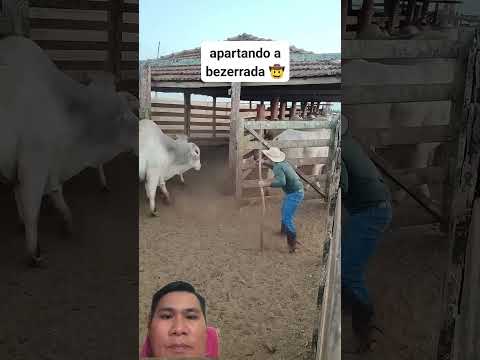 Tách bò lớn và bê nhỏ #oddlysatisfying #cow #farmanimalct #bullfarm #farming #baffalo #bull