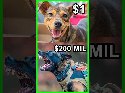Perro guardián de $1 vs Perro guardián de $200,000❗