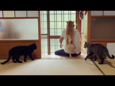 【狂喜乱舞】大好きなパパが２日ぶりに帰宅したら大騒ぎだった Dog and Cat meets their owner after two days