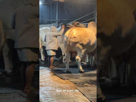 Biggest Bull Badami Two Are Being Taken Out of The Big Cattle Farm 2024 || Sadeeq Agro ||