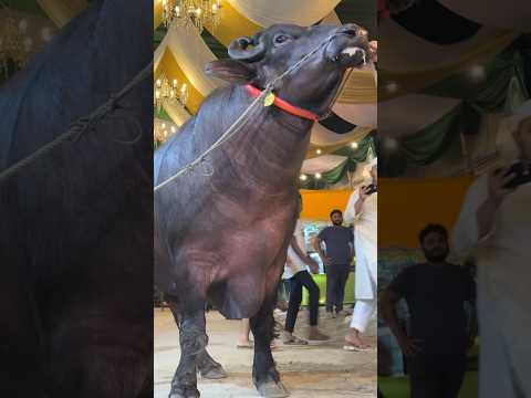 Gigantic Murrah Buffalo King || Heavyweight Buffalo in Sadeeq Agro 2024 ||