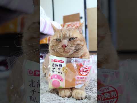 猫の動画サムネイル - 北海道チーズ蒸しケーキ（桃）　250601　#のせ猫　#ねこ #cat #ネコ #猫のいる暮らし #cute