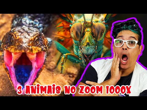 ANIMAIS BIZARROS NO MICROSCÓPIO!!!  #amor  #humor  #ronificher #piadas