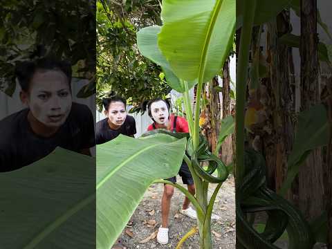 Nakbego Kaget! Daun Bergerak Ternyata Ular Goyo, Cemong Kabur Duluan! @nakappan #shorts #snake