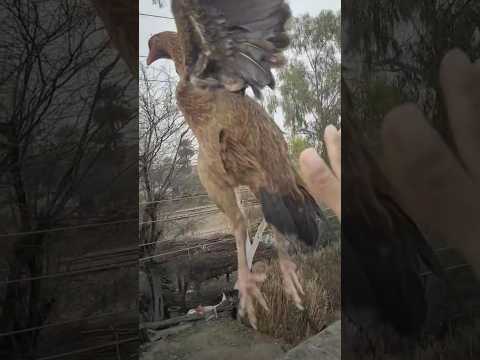 Morgi Eagle Jamping ???. #shorts #aseelmurga #eagles #pets #birds