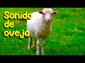 პიტას და �ն�ῦაქ-ის მახასიათებლები