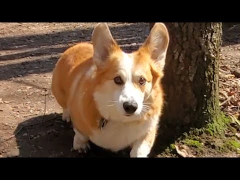 Woman falls while walking. Guess how her corgi responded.