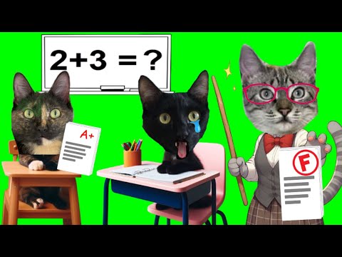 PRIMER DIA DE CLASES EN LA ESCUELA DE GATOS LUNA Y ESTRELLA / Videos de animales graciosos