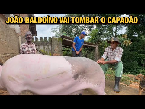 A LIDA COM O ENORME CAPADÃO DE 200KG