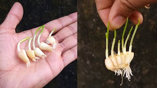 Unique Idea To Grow Garlic without wasting whole bulb #kitchenherb #garlicplant
