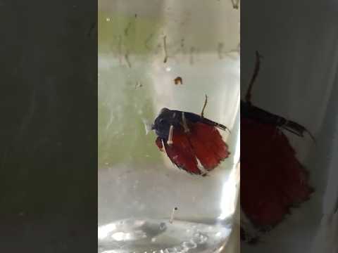 betta fish eating mosquito 🦟🍥..#bettafish #fishingvideo #viralshorts #shorts