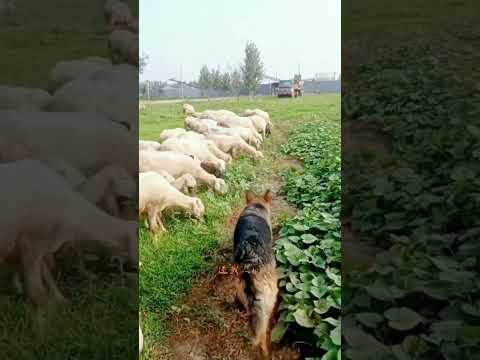 When dogs becomes watch men over other animals