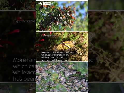Monarch butterflies on increase in Mexico