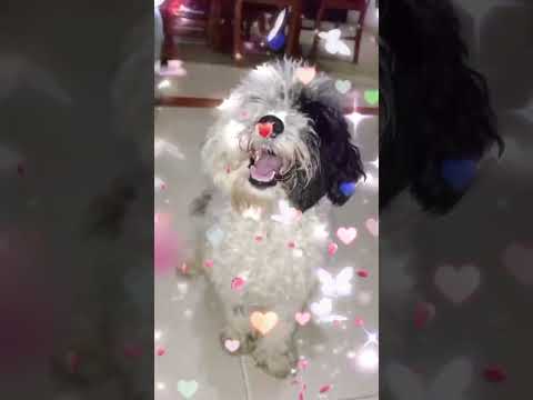 🐾✨🐶¡SOLO😳LAS🐩MAMÁS😱CAMINAS💓ENTENDIERON!🪽✨🐾#youtubeshorts#tiktok#shortvideo#shorts#short#perros#funny