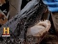Bayou Gator Hunting Adventures