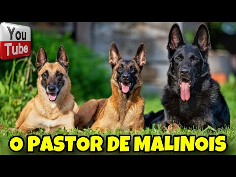🚨 PASTOR DE MALINOIS