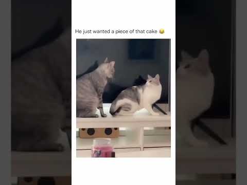Funny animal videos I found on Instagram and Tiktok #shorts