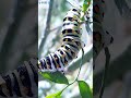 Butterfly Metamorphosis and Behavior
