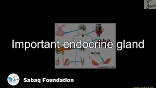 Important endocrine gland