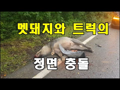 멧돼지와 트럭이 정면 충돌 했는데 멧돼지의 운명은? #멧돼지