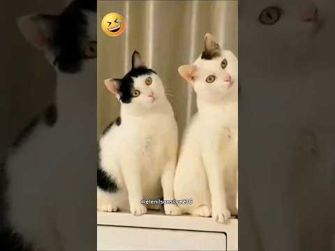 animais engraçados #comedy #humor #animals #cat #funny