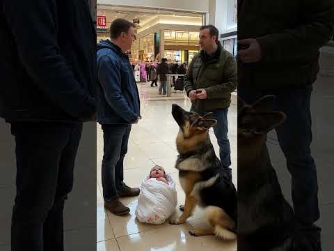 Who's going to help this dog? #funny #dog #goldenretreiver