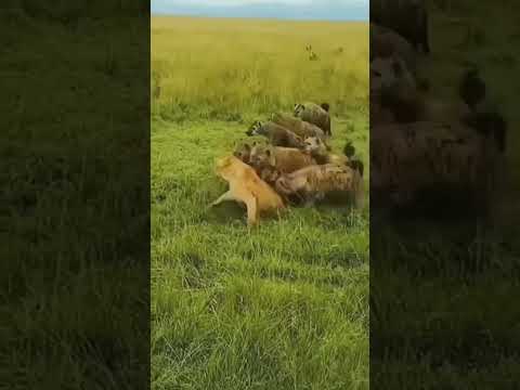 #hyena #lions #youtubeshorts #trending #edit #love #reels #shortvideo #freefire