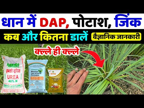 धान में यूरिया DAP पोटाश और जिंक कब देना चाहिए | dhan ki kheti | dhan me konsa khad kab dale